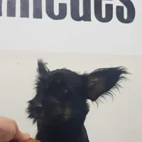 Imagem 14 da empresa DRA. GRACE LIMA - VETERINÁRIO EM DOMICÍLIO CAMPINAS Veterinários em Campinas SP