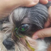 Imagem 16 da empresa DRA. GRACE LIMA - VETERINÁRIO EM DOMICÍLIO CAMPINAS Veterinários em Campinas SP