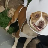 Imagem 17 da empresa DRA. GRACE LIMA - VETERINÁRIO EM DOMICÍLIO CAMPINAS Veterinários em Campinas SP