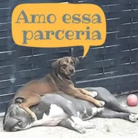 Imagem 20 da empresa DRA. GRACE LIMA - VETERINÁRIO EM DOMICÍLIO CAMPINAS Veterinários em Campinas SP