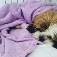 Imagem 22 da empresa DRA. GRACE LIMA - VETERINÁRIO EM DOMICÍLIO CAMPINAS Veterinários em Campinas SP