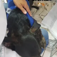 Imagem 31 da empresa DRA. GRACE LIMA - VETERINÁRIO EM DOMICÍLIO CAMPINAS Veterinários em Campinas SP