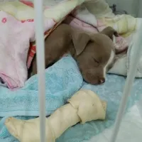 Imagem 36 da empresa DRA. GRACE LIMA - VETERINÁRIO EM DOMICÍLIO CAMPINAS Veterinários em Campinas SP