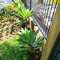 Imagem 4 da empresa ERICKA RAQUEL PAISAGISTA Paisagismo em Jaboatão Dos Guararapes PE