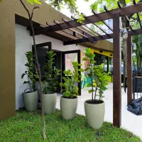 Imagem 5 da empresa ERICKA RAQUEL PAISAGISTA Paisagismo em Jaboatão Dos Guararapes PE