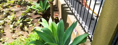 Imagem 4 da empresa ERICKA RAQUEL PAISAGISTA Paisagismo em Jaboatão Dos Guararapes PE