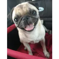 CLÍNICA VETERINÁRIA BICHO SOLTO