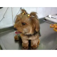 PET SHOP BICHO CAPRICHOSO