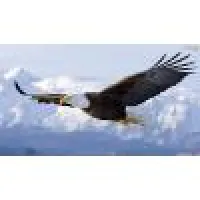 AUTO SOCORRO AGUIA TRANSPORTE