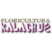 FLORICULTURA KALACHUE